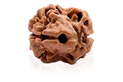 Soul Mates Mukhi Rudraksha